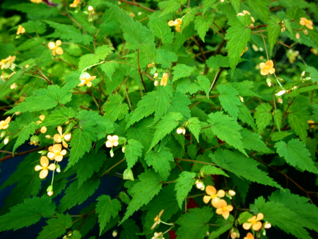 B. sutherlandii ssp. sutherlandii